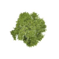 3d Rendering Of Fraxinus Tree With Transparent Canvas from top view png
