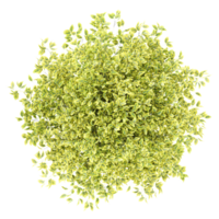 3d Rendering Of Garden bush With Transparent Canvas png