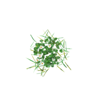 collection of grass isolated on transparent Canvas from the top view png
