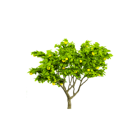 collection of Lemon Tree isolated on transparent Canvas from the top view png