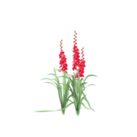 collection of Amaranthus hypochondriacus Plant isolated on transparent Canvas png