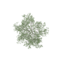collection of Cherry Tree isolated on transparent Canvas from the top view png