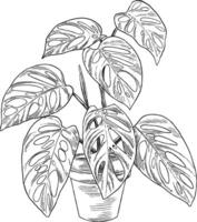 Monstera adansonii botanical sketch illustration vector