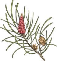 Scotch pine pinus botanical illustration vector