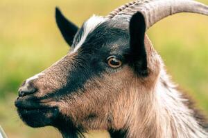 goat's head with distinct markings grazing in a sunny pasture during the day photo
