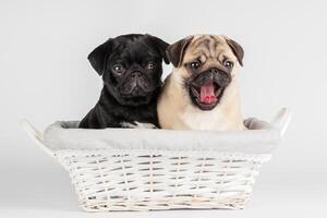 Pug dog isolated on a white background photo