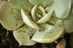 Macro shot of succulent plant, close up photo