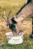 Goat feeding from a bowl in a grassy field during daylight photo