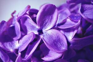 Macro image of spring lilac violet flowers photo