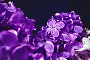 Macro image of spring lilac violet flowers photo