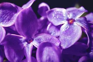 Macro image of spring lilac violet flowers photo