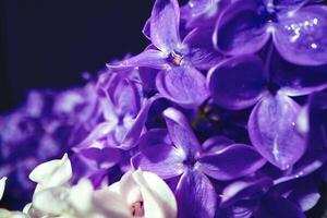 Macro image of spring lilac violet flowers photo