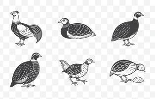 Francolin Bird Line Art Set with Detailed Illustrations of Different Species in Minimalist Style vector