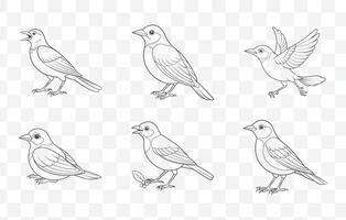 Oriole Line Art Set of Detailed Bird Illustrations in Minimalist Style for Creative Designs and Projects vector