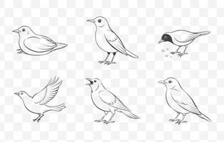 Blackbird Line Art Set Detailed Illustrations of Blackbirds in Various Poses and Styles vector