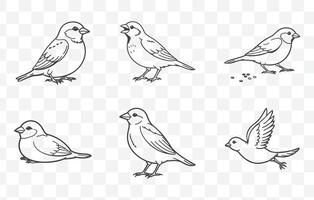 Sparrow Line Art Set of Detailed Bird Illustrations for Nature Inspired Designs and Creative Projects vector