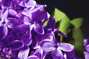 Macro image of spring lilac violet flowers photo