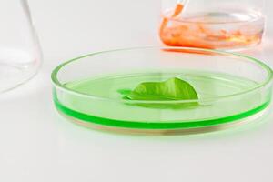 Herbal leaf in Petri dish, laboratory research close up photo