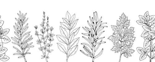 Graphics botanical seamless horizontal pattern with rosemary, thyme, tarragon, parsley, laurel, oregano. Black line stripe with herbs and spices. Two versions - with and without filling vector