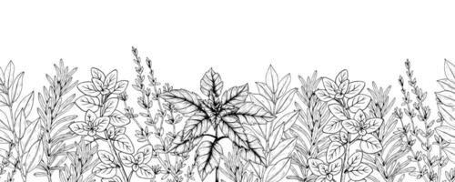 Graphics botanical seamless horizontal pattern with rosemary, thyme, basil, laurel, oregano. Black line stripe with herbs and spices. Two versions - with and without filling vector