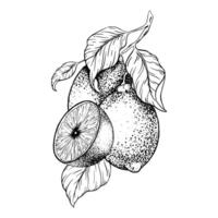 Lemon fruits on branch, Slice of Lemon and leaves. Design for menu, package, cosmetic, textile vector