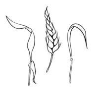 Wheat ear and stalks monochrome outline illustration isolated. Set of spikelet rye, barley stems black white silhouette hand drawn by ink for design natural product, label grocery, bakery. vector