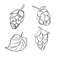 Hop cones and leaves in set black white line contour illustration isolated. Humulus cone outline hand drawn by ink in botanical sketch for design beer label, packaging, Oktoberfest poster. vector