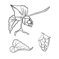 Hop cones on branch with leaves black white outline illustration isolated. Humulus plant silhouette hand drawn in line art for design beer label, packaging, St Patrick day, Oktoberfest. vector