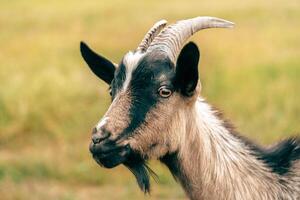 goat's head with distinct markings grazing in a sunny pasture during the day photo