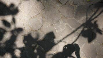 Shadow of tree leaves on the stone wall. Abstract natural background. photo