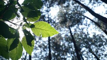 Green leaves in the forest on the sky background, nature concept. photo