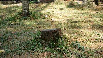 Tree stump in the park with green grass and trees in the background photo
