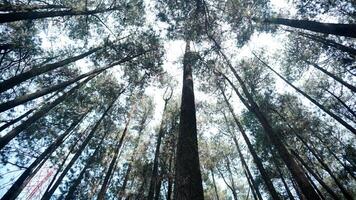 Pine trees in the forest, view from below into the sky photo