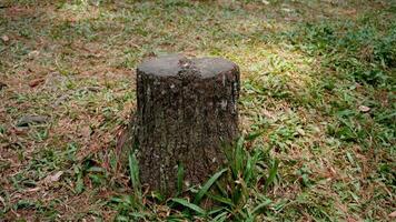 Stump on the grass in the park, closeup of photo. photo