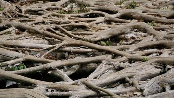 Roots of trees in the forest, close-up, background photo