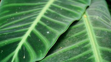 green leaf texture for background. photo