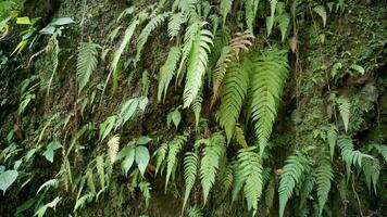verde helechos creciente en un pared en el selva. foto