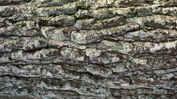 Embossed texture of the brown bark of a tree with green moss and lichen photo