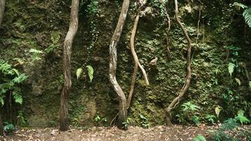 The roots of a tree in the jungle. Nature landscape environment. photo