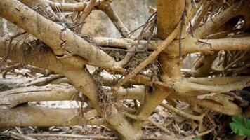 Tree root in the forest. Natural background and texture. photo