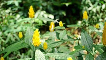 Yellow flower in the garden with green nature background. photo