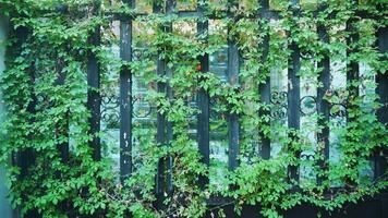 Decoration of fence with ordinary ivy. Green ivy on the fence. Natural background. photo