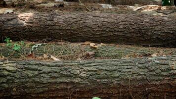 Arrangement of fallen tree trunks cut in the forest. Background of wood in the forest. photo