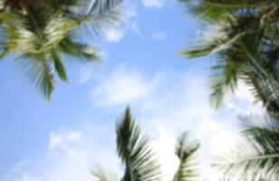 blurred green leave of coconut palm tree background photo
