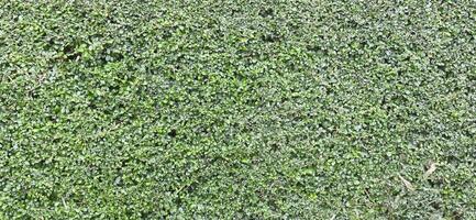 Backdrop and texture of green leaves natural wall photo