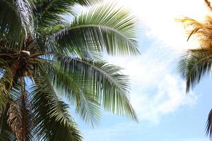 Green leave of coconut palm tree background photo
