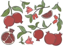 Ripe juicy pomegranates on branch with foliage, part of fruit, flowers and leaves set vector