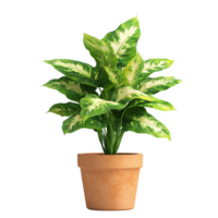 Dieffenbachia in flower pot transparent background png