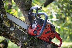 Red chainsaw on a tree branch in a sunny outdoor setting photo