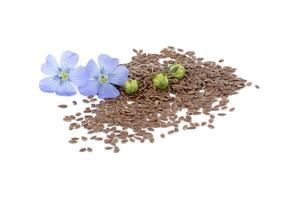 Flax linseed flower and seeds over white background photo